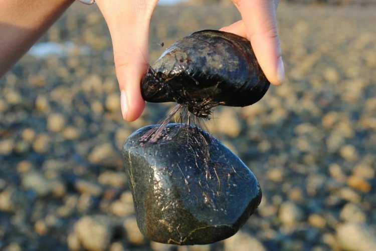 Study sheds more light into secret strength of marine mussels