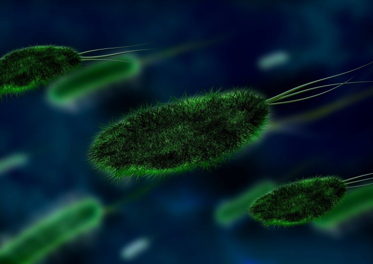 Pathogens use force to overcome immune defences: Study