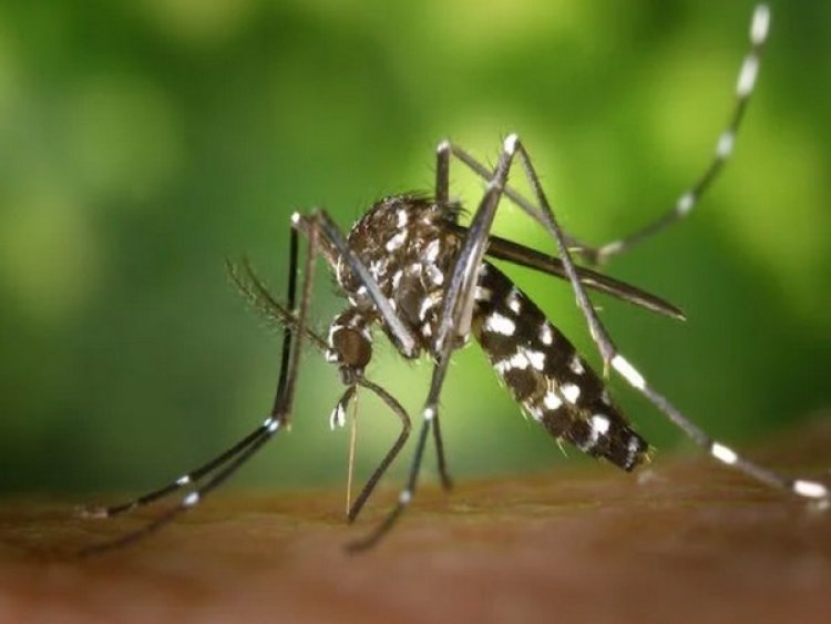 Hotter weather because of climate change may mean more mosquitos: Study