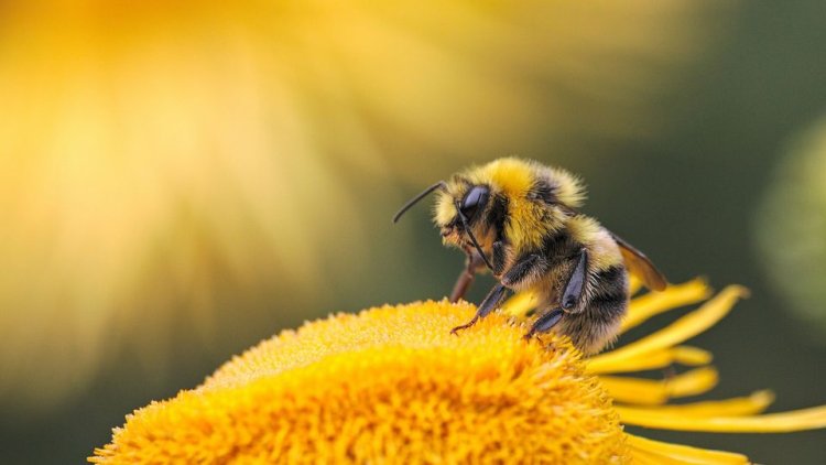 Study reveals pesticides, adjuvants disrupt honey bee's sense of smell