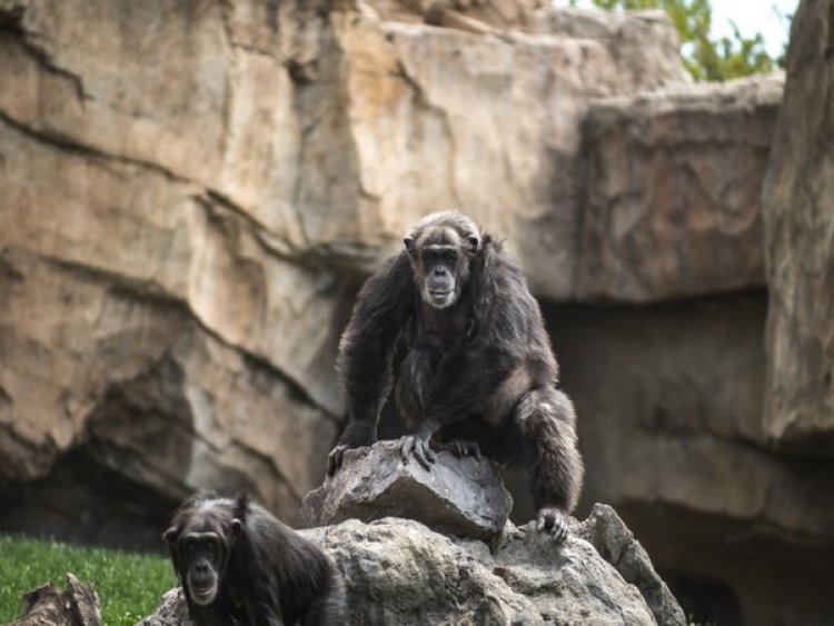 Research shows apes remember friends they haven't seen for decades