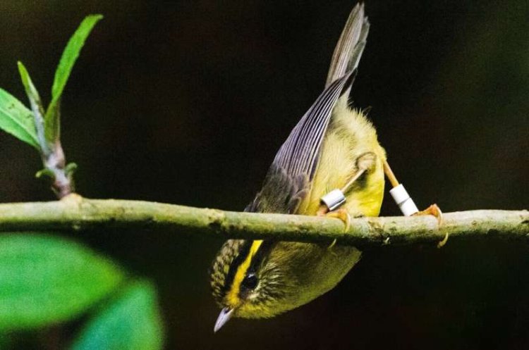 Logging, climate change threaten montane birds: Research