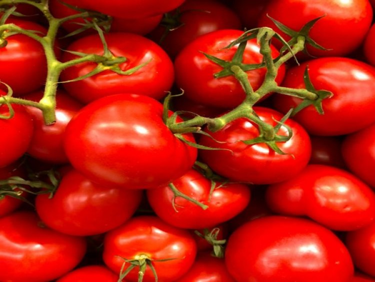 During drought, tomato plants use their roots to ration water: Study