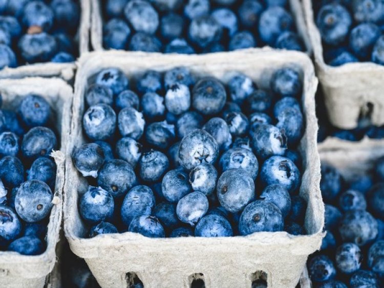 Researchers explain the blue color of blueberries