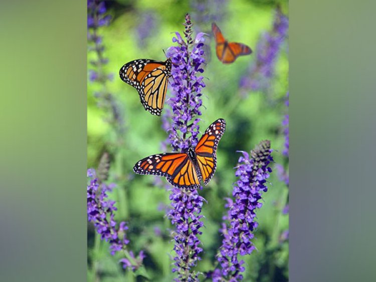 Butterflies mimic each other's flight patterns to evade predators: Study