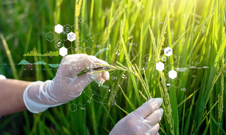 Simple trick can improve accuracy of plant genetics research: Study