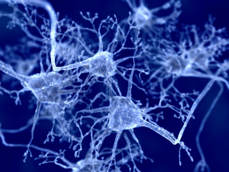 Study finds how ageing reduces ability of regulatory T cells to enhance myelin regeneration