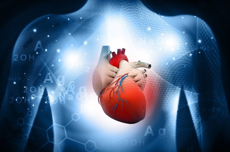 Researchers discover protein that help prevent cancer treatment-related heart damage