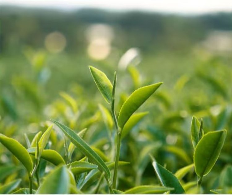 North Indian tea output may be hit by 60 million kgs till June: TAI