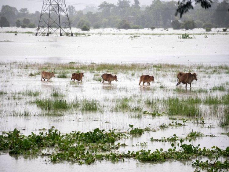 Assam Floods: 92 animals dead, 95 rescued in Kaziranga National Park