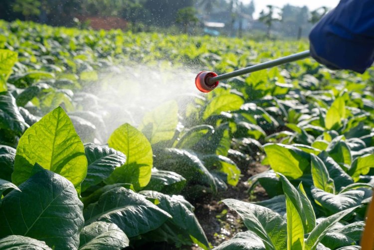 Study finds how pesticide exposure linked with stillbirth risk