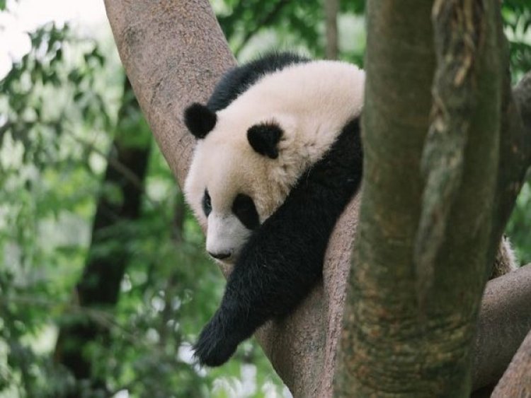 Hong Kong's 19-yr old giant panda gives birth to twins, becomes world's oldest first-time panda mom