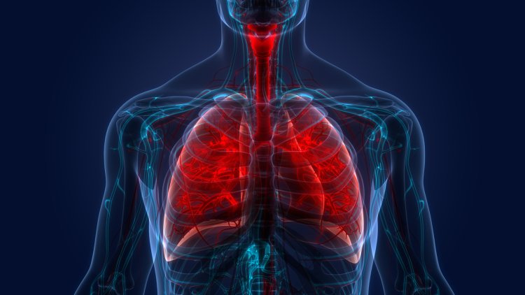 Researchers find how immune cells prevent lung healing after viral infection