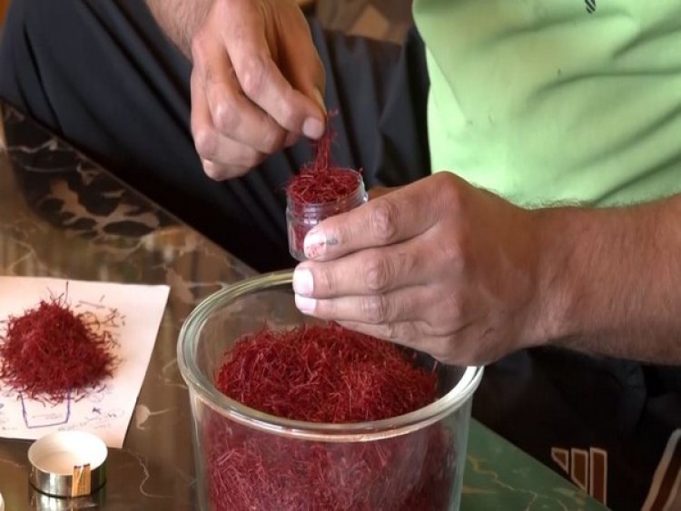 Saffron in peril: Kashmir's golden harvest threatened by global warming