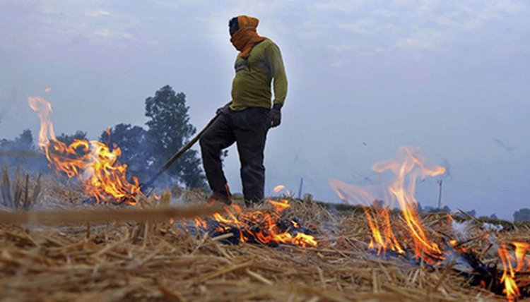 Our govts reducing stubble burning, BJP-ruled states doing nothing: AAP