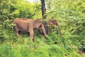 Forest watcher dies in elephant attack