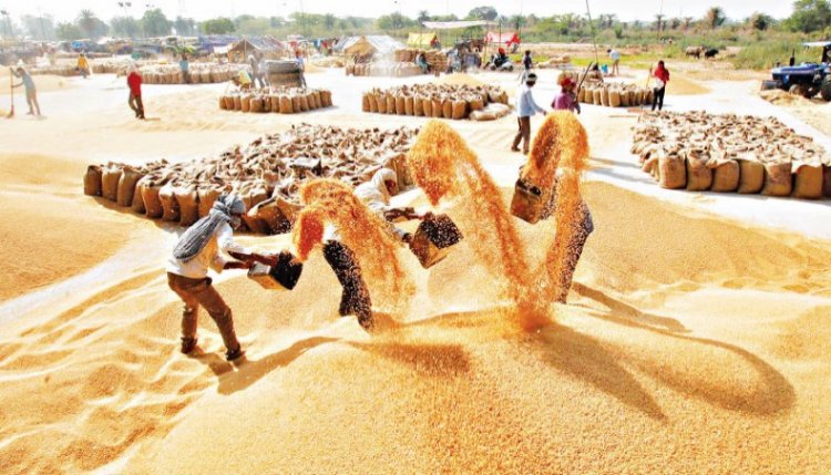 Govt hikes customs duty on wheat to 40 pc