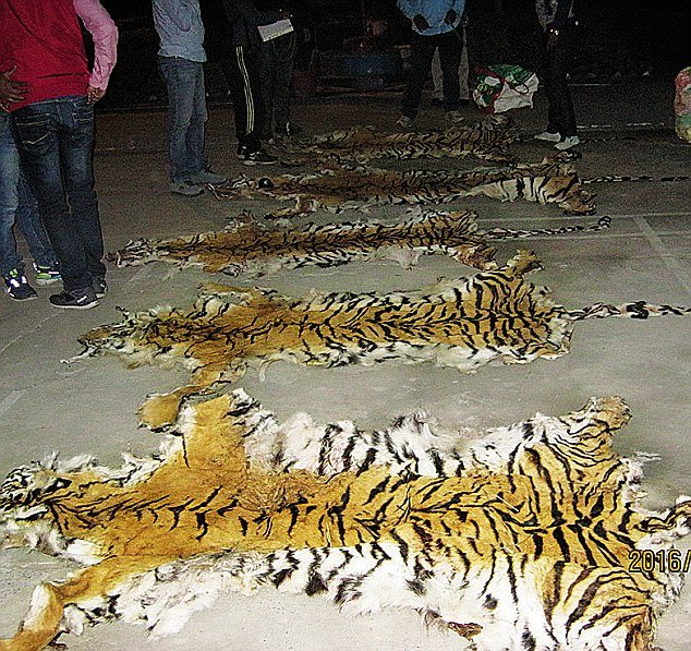 3 held for smuggling tiger parts in Maharashtra