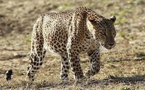 Leopard forges friendship with mare at Guj farmhouse