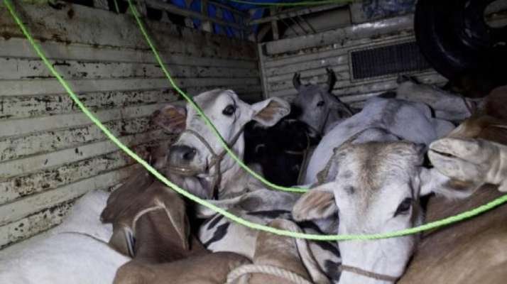 Cattle smuggling bids foiled in J-K, 12 held