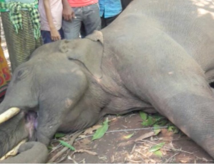 Elephant found dead in Corbett core area