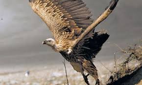 Tripura forest dept takes measures to protect vultures