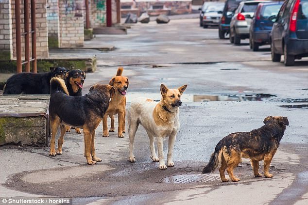 Pack of stray dogs kill woman