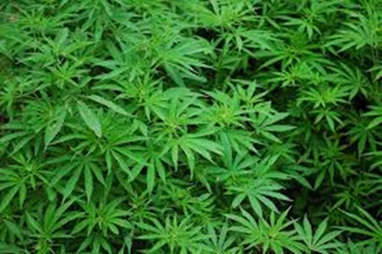 300 kgs cannabis seized in C'garh, three held