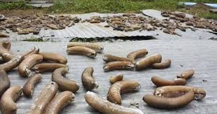 2,500 kg sea cucumber valued at Rs 1 crore seized in TN
