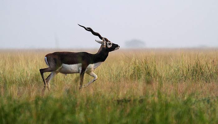 Two held for hunting antelope in Rajasthan