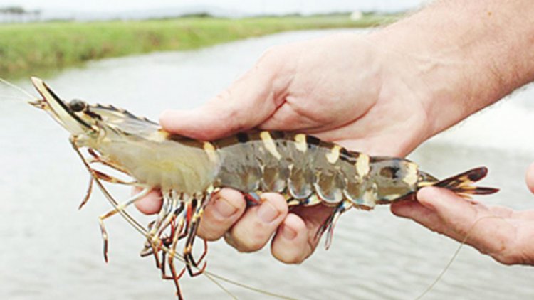 After a decade, black tiger shrimps stage comeback