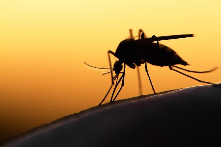 Malaria cases spike in Delhi, 51 cases reported in June