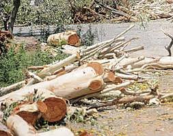Delhi govt widens exercise to find dead wood