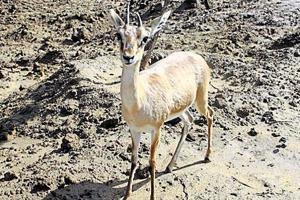Delhi zoo loses its last chinkara