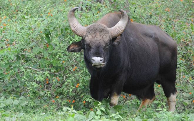 Bison gores woman to death in TN