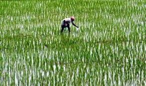 Govt promoting agri allied sectors to achieve target of doubling farm income
