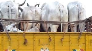 33 bovines rescued from two trucks in J-K