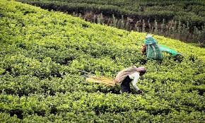 Tripura set to scale up white tea production