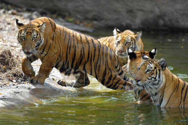 PM releases tiger census report, their population doubles since 2014