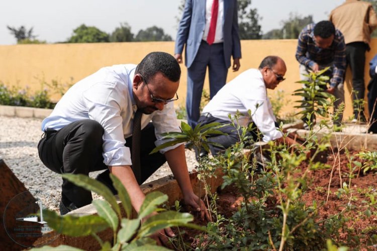 Ethiopia Broke India's Record of Planting the Most Trees in a Day