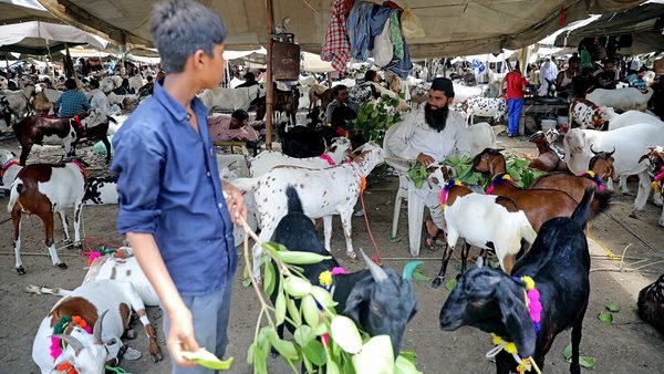 Few takers for sacrificial goats this Eid in Kashmir
