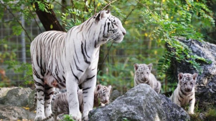 TN CM names three lion, four tiger cubs at Vandalur zoo