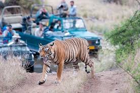 10 Tiger safari destinations you should add to your travel wishlist right away
