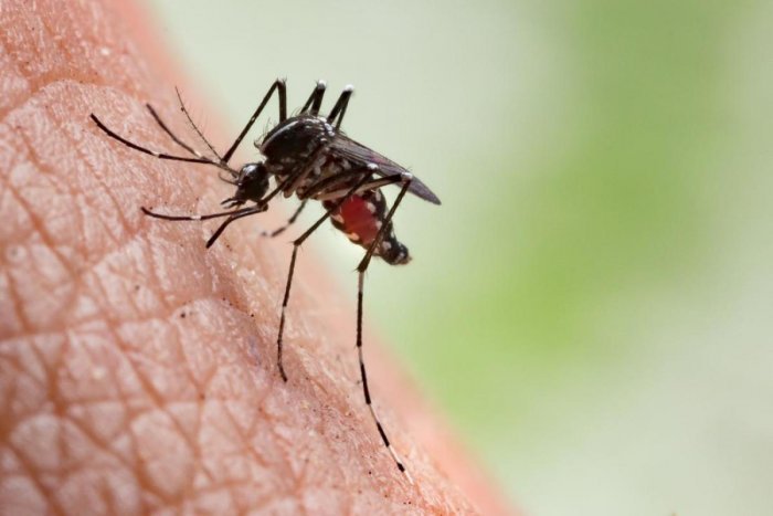 75 dengue cases in Delhi; 131 of malaria: Report