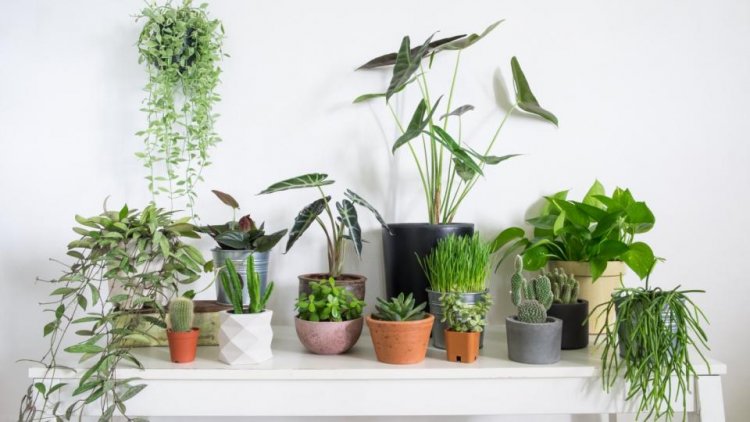 Why Indoor Plants Are Good For Home