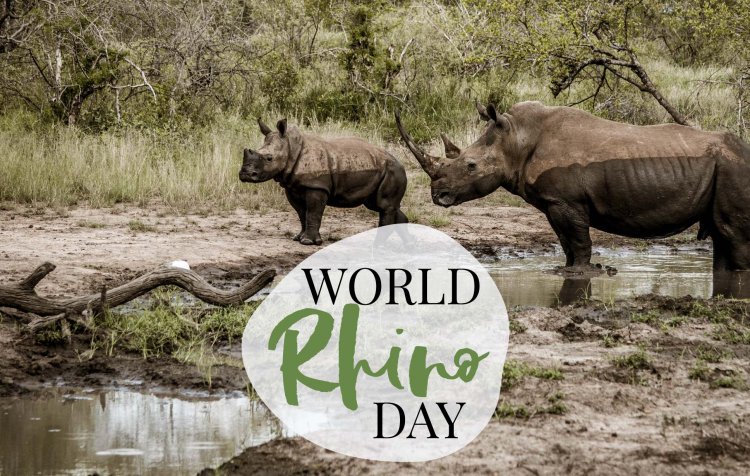 World Rhino Day 2019: Amazing Facts about Rhinoceros You Might Not Know