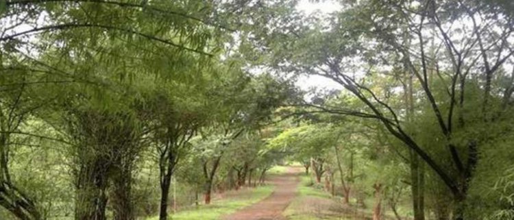 HC dismisses petitions on Aarey, says 'greens have failed'