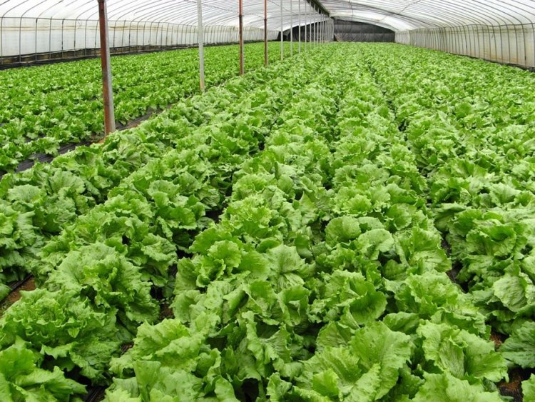 Nagaland govt prioritising organic cultivation: Official