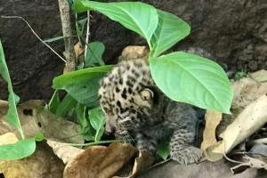 Maha: Abandoned leopard cub to be sent to rehab centre