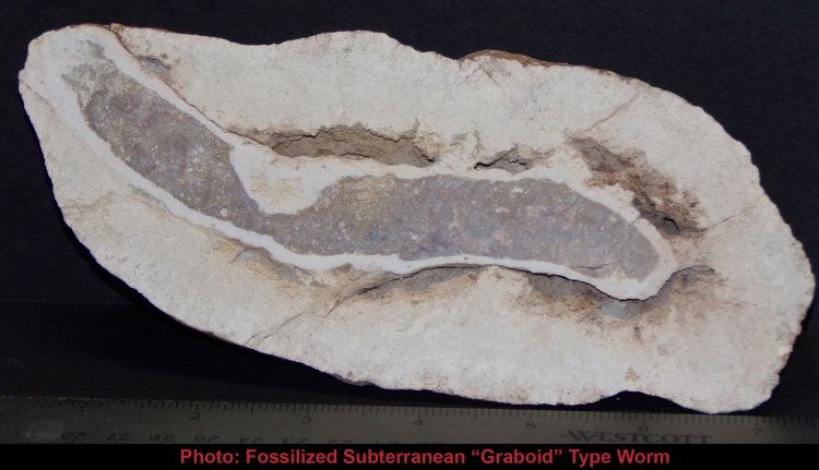 Permian "Graboid" Fossil Discovered